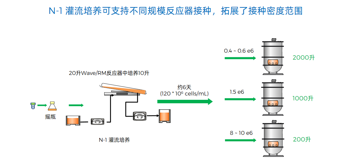 N-1 灌流培养可支持不同规模反应器接种，拓展了接种密度范围